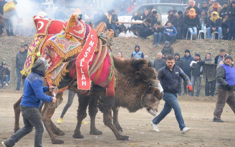İzmir Bergama’da deve güreşlerinde geri sayım