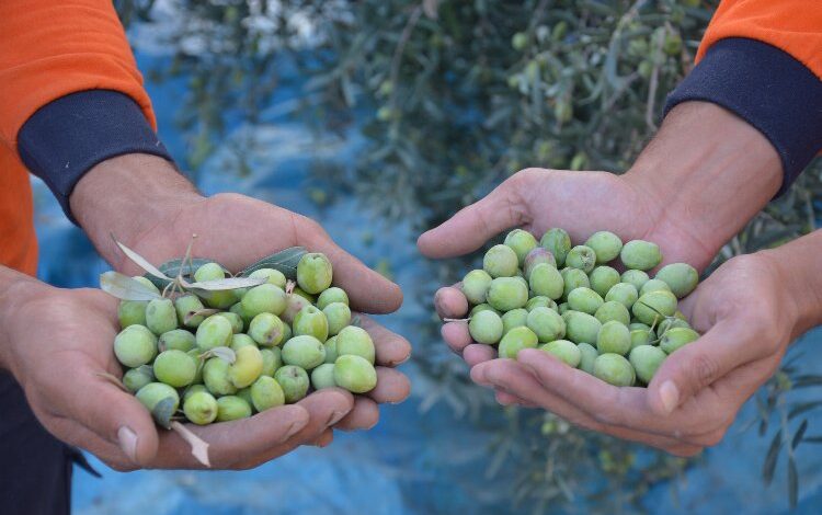 Belediye topluyor, vatandaş sofrasına geliyor! Belediye topluyor, vatandaş sofrasına geliyor!