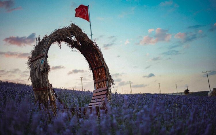 Lavanta ile beklenen buluşma: Üstelik ücretsiz Lavanta ile beklenen buluşma: Üstelik ücretsiz