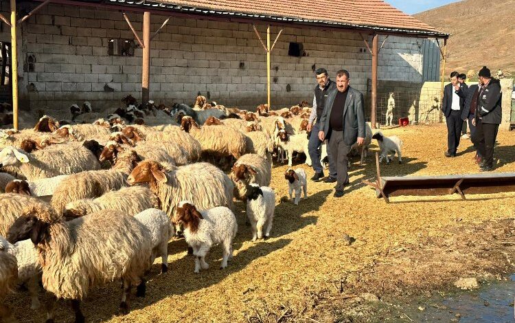 Depremden etkilenen yetiştiricilere 43 bin küçükbaş hayvan Depremden etkilenen yetiştiricilere 43 bin küçükbaş hayvan