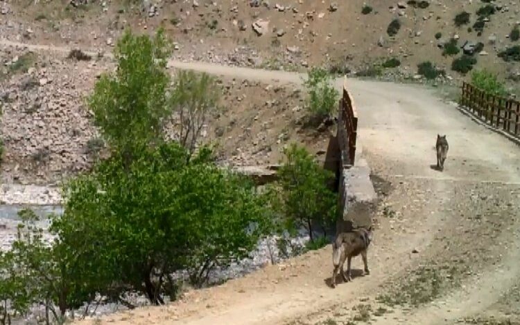 Bingöl’de yaban hayvanları fotokapanlara yansıdı