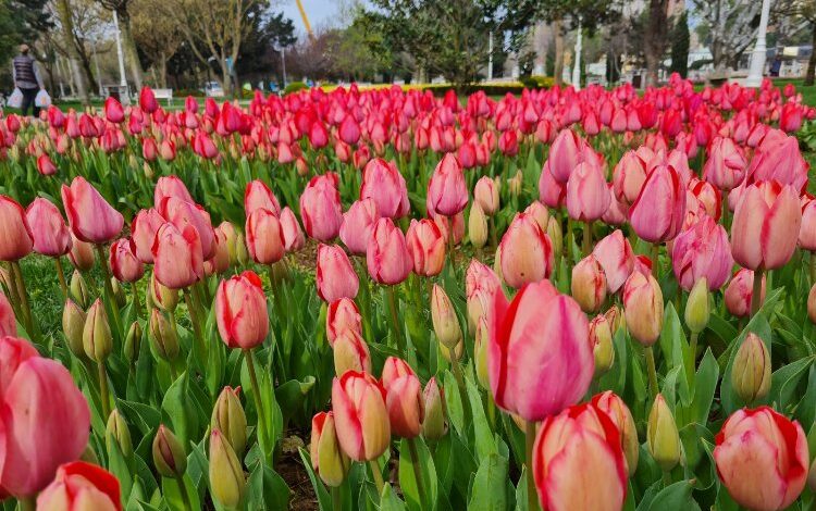 İstanbul’u laleler basacak İstanbul’u laleler basacak