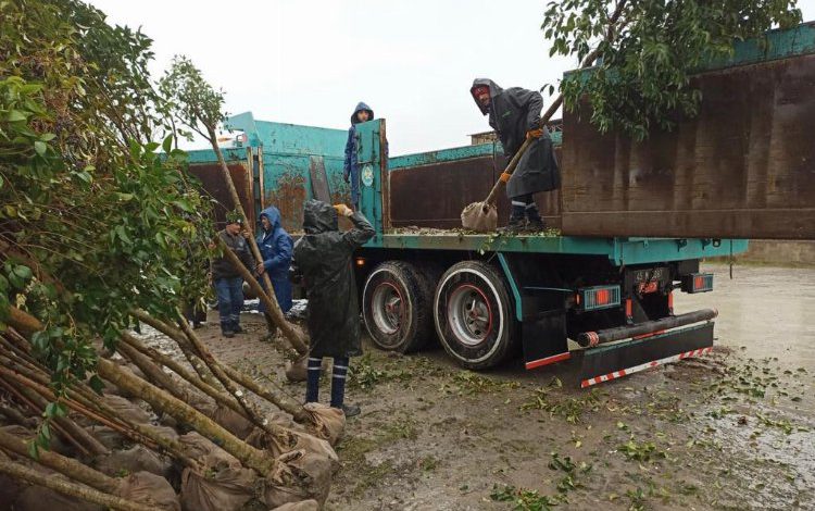 Manisa’nın yeşiline 1110 ağaçlık katkı daha yapılacak Manisa’nın yeşiline 1110 ağaçlık katkı daha yapılacak