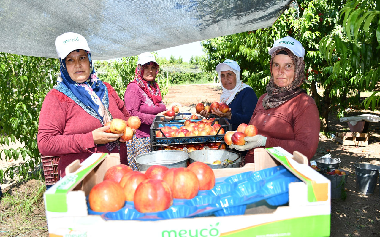 Bursa İznik’te nektarin hasadı