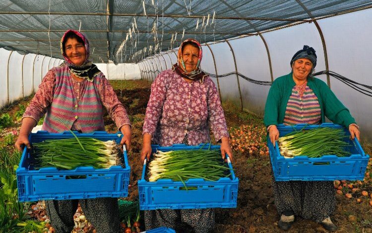 Modern seralardaki verim üreticiyi sevindirdi Modern seralardaki verim üreticiyi sevindirdi