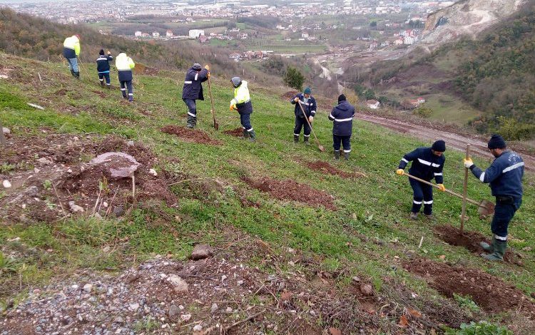 Kocaeli Gölcük Hisareyn’e bal ormanı Kocaeli Gölcük Hisareyn’e bal ormanı