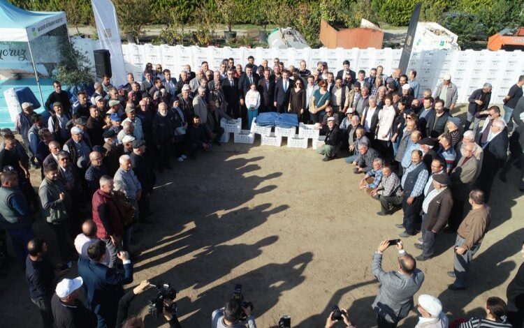 Büyükşehir, zeytin üreticilerini desteklemeye devam ediyor