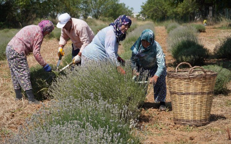 CHP’li Değirmendereli’nin hedefi lavanta ekimini yüzlerce dekara çıkarmak CHP’li Değirmendereli’nin hedefi lavanta ekimini yüzlerce dekara çıkarmak
