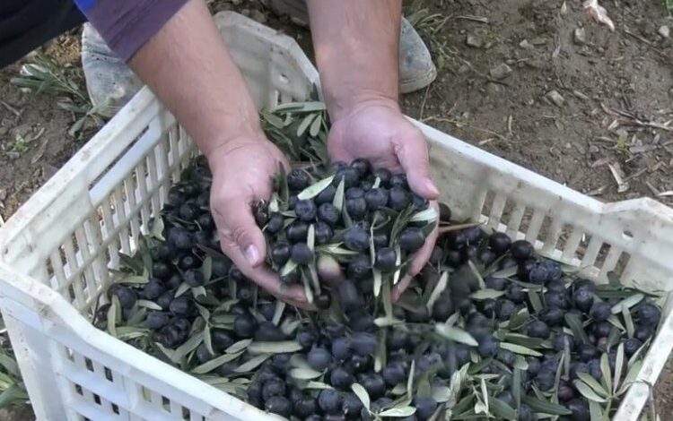 Trilye’nin kara incisi sofralarımıza nasıl geliyor? İşte zeytinin serüveni… Trilye’nin kara incisi sofralarımıza nasıl geliyor? İşte zeytinin serüveni…