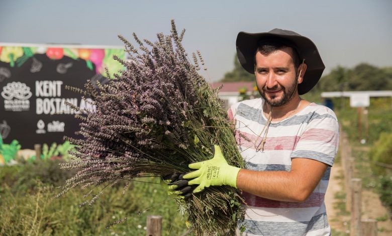 Bursa Nilüfer Kent Bostanları’nda lavanta hasadı