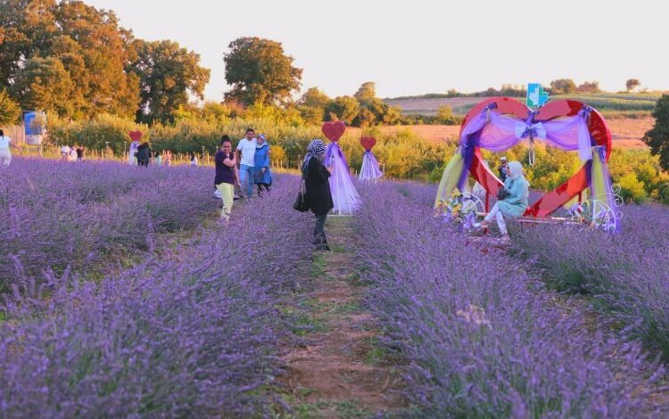 İzmitliler Lavanta Şenlikleri’nde buluştu