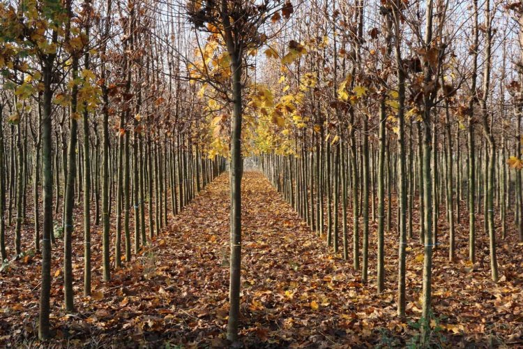 Kocaeli’nin yetiştirdiği fidanlar kente nefes oluyor