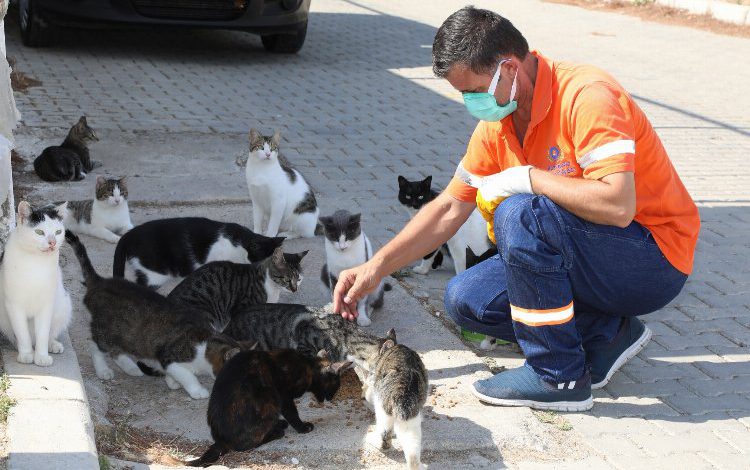 İzmir Gaziemir’de artık gıdalar sokak hayvanlarına İzmir Gaziemir’de artık gıdalar sokak hayvanlarına