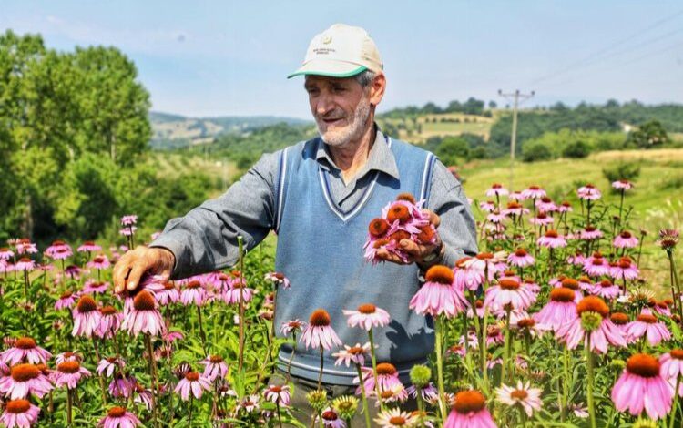 Bursa İnegöl’de ‘Ekinezya’da üçüncü hasat heyecanı Bursa İnegöl’de ‘Ekinezya’da üçüncü hasat heyecanı