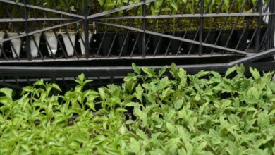 Ankara Büyükşehir, Kahramanmaraş’ta 25 bin 242 kişiye fide dağıttı