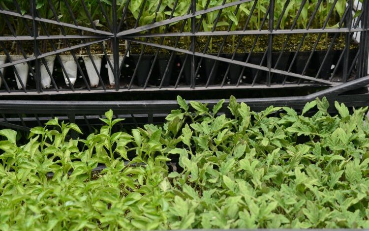 Ankara Büyükşehir, Kahramanmaraş’ta 25 bin 242 kişiye fide dağıttı Ankara Büyükşehir, Kahramanmaraş’ta 25 bin 242 kişiye fide dağıttı