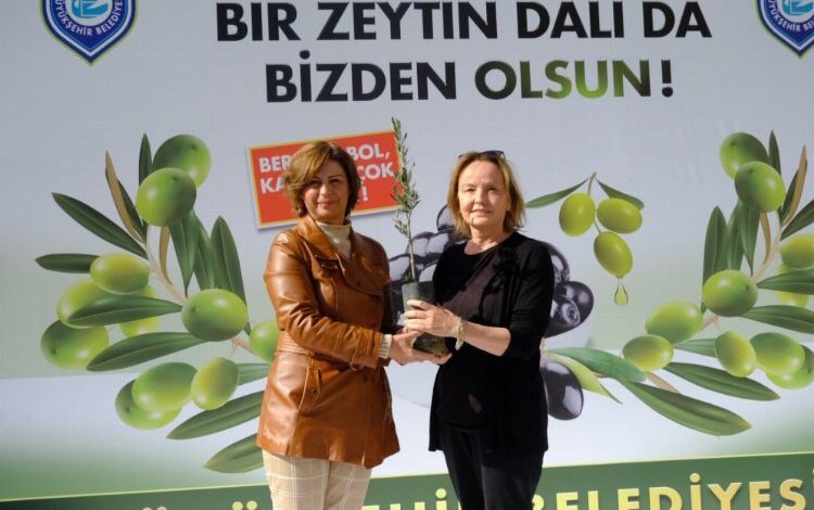 Sakarya Vadisi zeytin bahçesi olacak Sakarya Vadisi zeytin bahçesi olacak