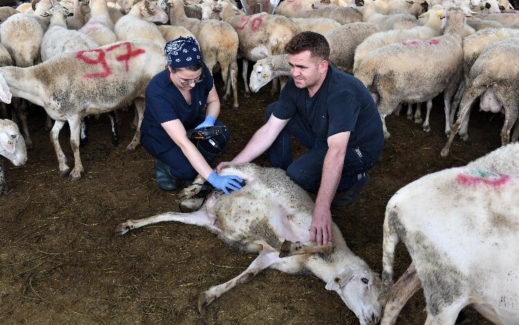 Bursa’da kurbanlıklara ultrason eşliğinde gebelik kontrolü Bursa’da kurbanlıklara ultrason eşliğinde gebelik kontrolü