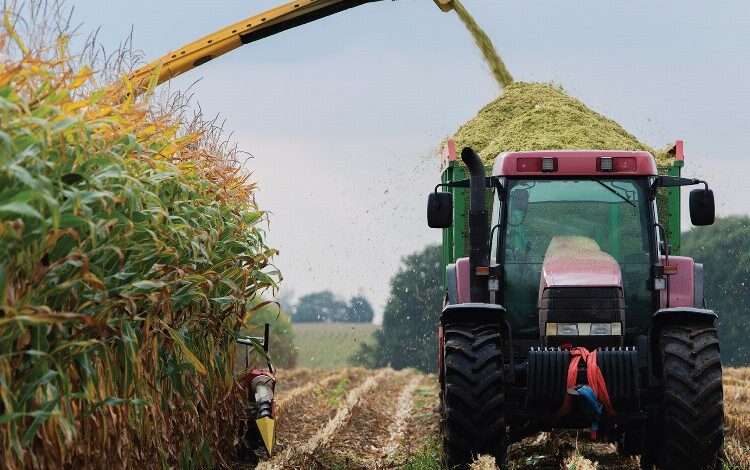Mısır hasadı başladı