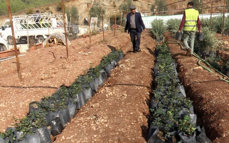 Akdenizli çiftçilerin umudu keçi boynuzu