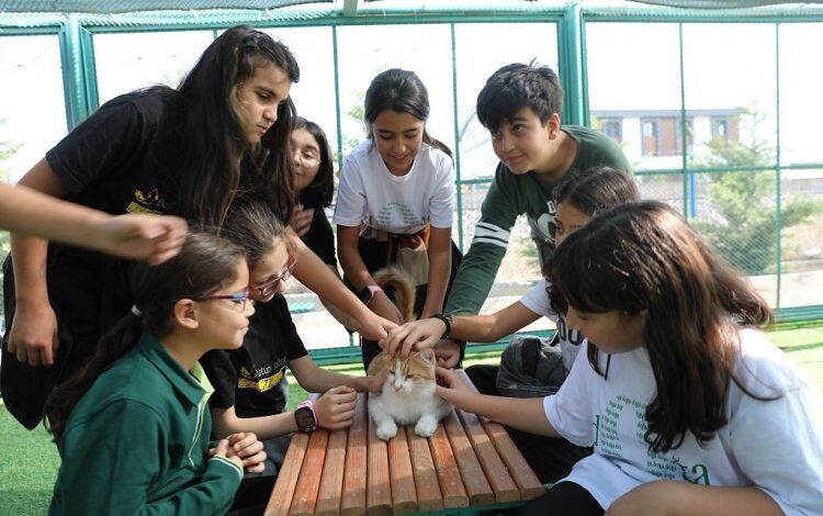 Kayseri Kocasinan’da Kedi Kasabası’na yoğun ilgi Kayseri Kocasinan’da Kedi Kasabası’na yoğun ilgi