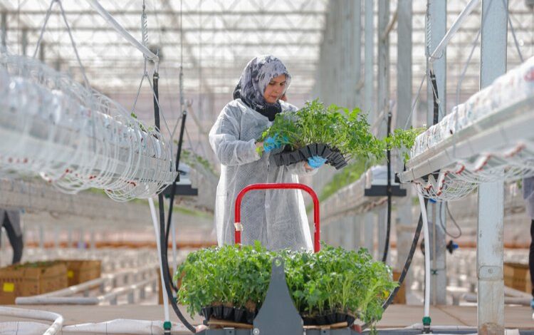 Çöpten enerji ile 2 bin domates yetişecek