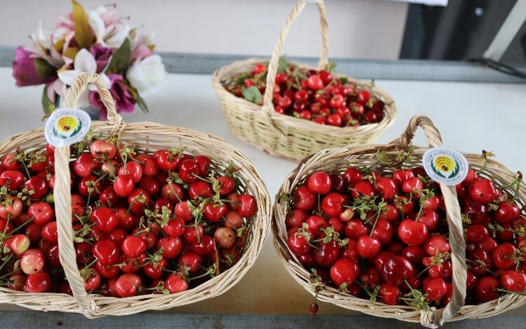 Türkiye 80 bin ton kiraz ihracatı hedefliyor