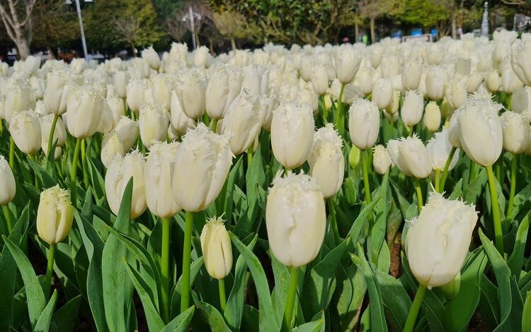 İstanbul’da lale mevsimi