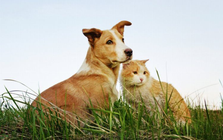 Venüs Kampüs ‘VK Sokak Hayvanları Besleme Projesi’ başlattı Venüs Kampüs ‘VK Sokak Hayvanları Besleme Projesi’ başlattı