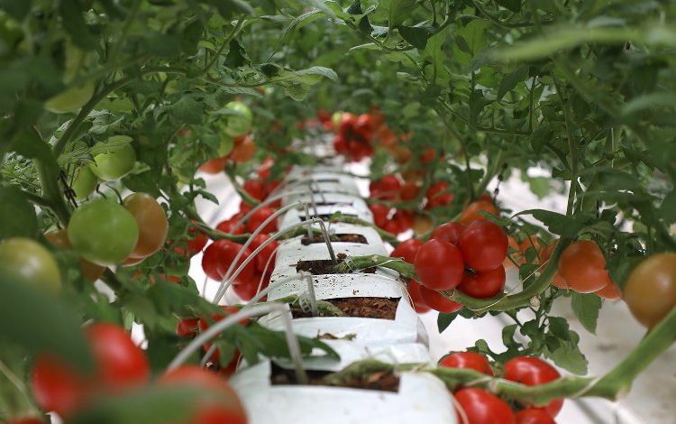 Sakarya’da bereketli hasat… İlk ürünler sofrada Sakarya’da bereketli hasat… İlk ürünler sofrada