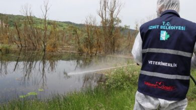 İzmit’te larva ile mücadele çalışmaları hızlandı