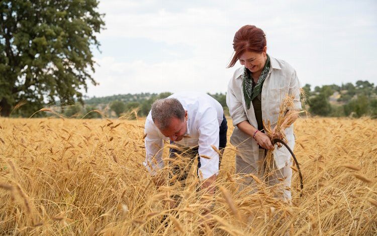 Çiftçilerin buğday sevinci