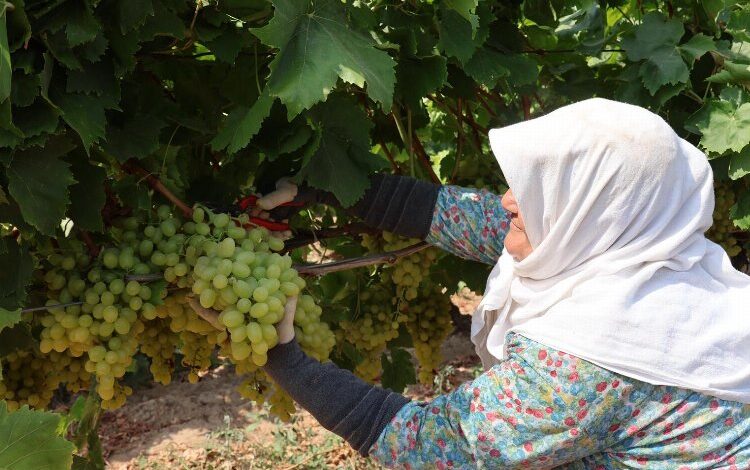 Yaş üzümde 200 milyon dolar aşılacak Yaş üzümde 200 milyon dolar aşılacak
