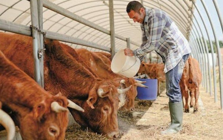 Bursa’da hayvancılık ne durumda? Ot yoksa ucuz et yok Bursa’da hayvancılık ne durumda? Ot yoksa ucuz et yok