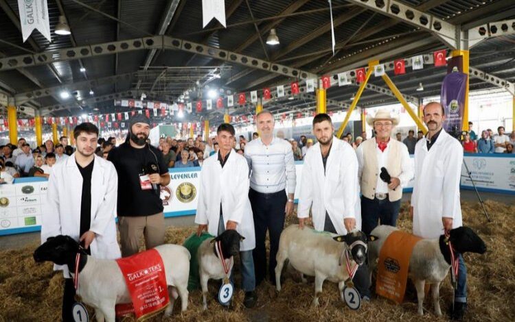 Türkiye’nin en kapsamlı küçükbaş hayvancılık festivali için geri sayım başladı Türkiye’nin en kapsamlı küçükbaş hayvancılık festivali için geri sayım başladı