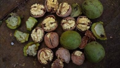 Deprem ceviz bahçelerini olumsuz etkiledi… Tarımsal altyapı büyük zararda!