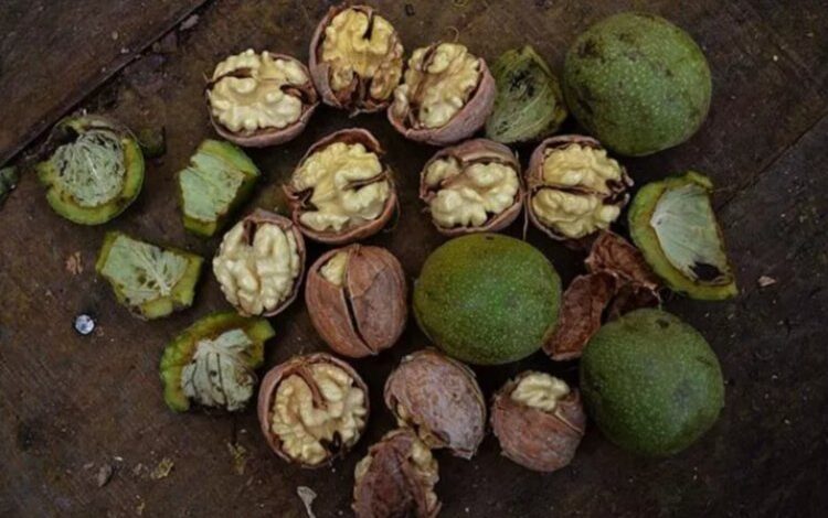 Deprem ceviz bahçelerini olumsuz etkiledi… Tarımsal altyapı büyük zararda!