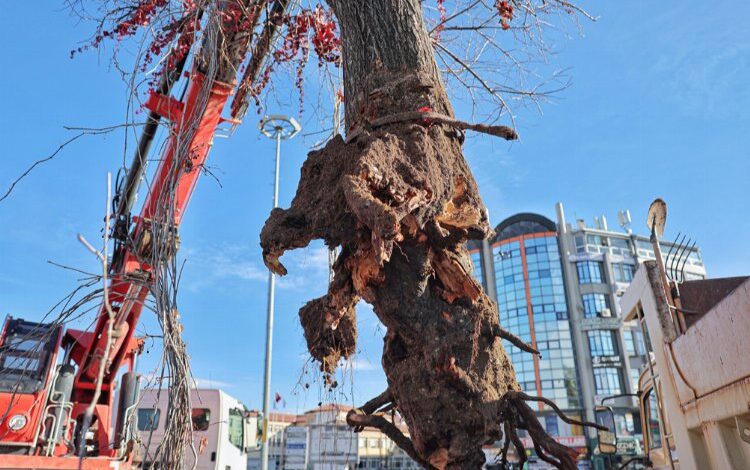 Sivas’ta ‘Tek Ağaç’, asırlık çınarla değişti!