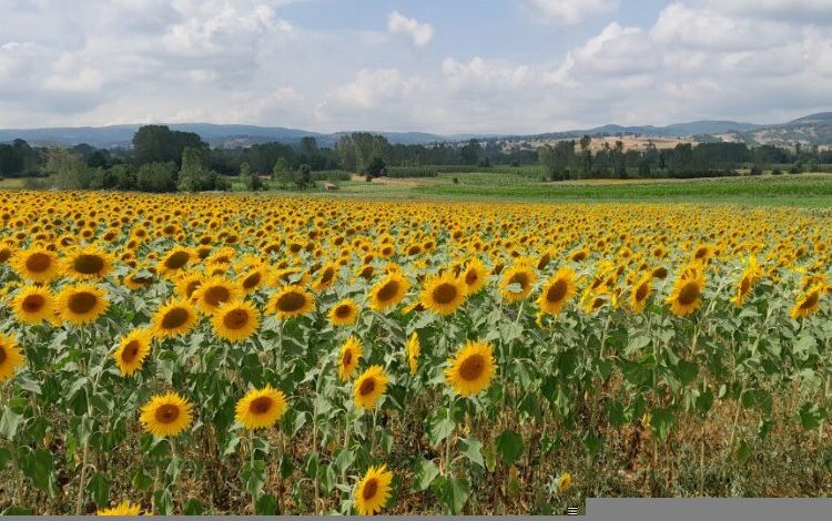 Pazaryeri’nde üreticilerin umut kaynağı oldu Pazaryeri’nde üreticilerin umut kaynağı oldu