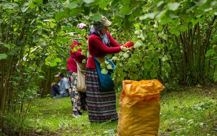 O projeye rekor başvuru O projeye rekor başvuru
