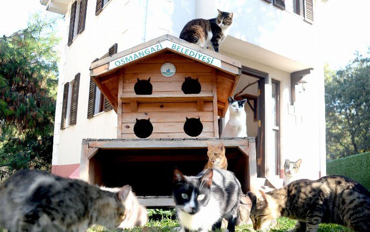 Bursa Osmangazi’de engelli can dostları koruma altında Bursa Osmangazi’de engelli can dostları koruma altında