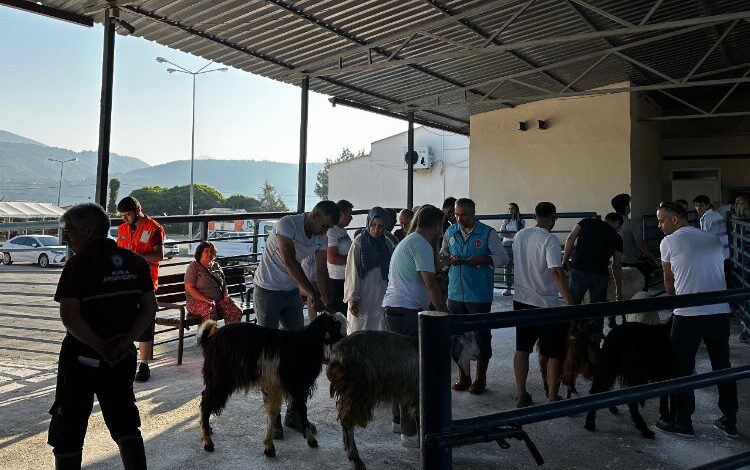 Muğla mezbahaları tam kapasite çalıştı Muğla mezbahaları tam kapasite çalıştı