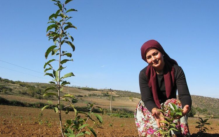 Bursa Yenişehir tarımına alternatif ürün arayışları Bursa Yenişehir tarımına alternatif ürün arayışları