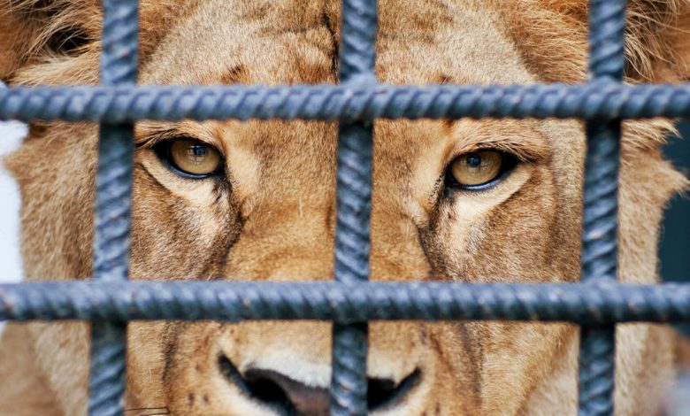 Gaziantep Hayvanat Bahçesi olağan seyrinde Gaziantep Hayvanat Bahçesi olağan seyrinde