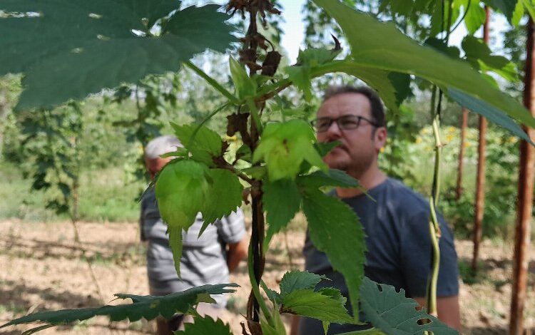 Şerbetçiotuna hasat öncesi inceleme Şerbetçiotuna hasat öncesi inceleme