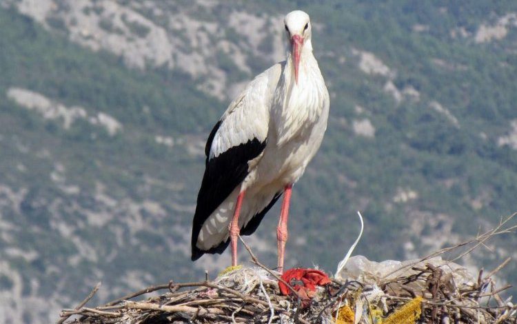 Yılın ilk leyleği Söke’ye geldi