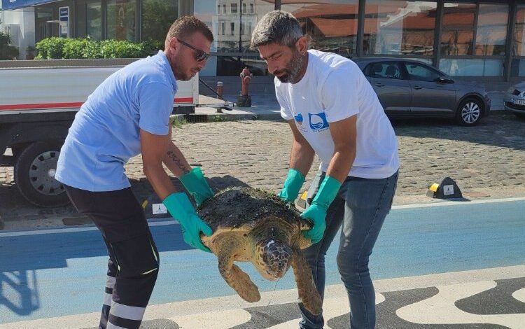 Yaralı Caretta İzmir’i sevdi