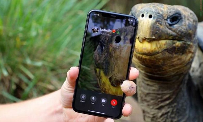 Nesli tükenen iki kaplumbağa Face Time’da buluştu Nesli tükenen iki kaplumbağa Face Time’da buluştu