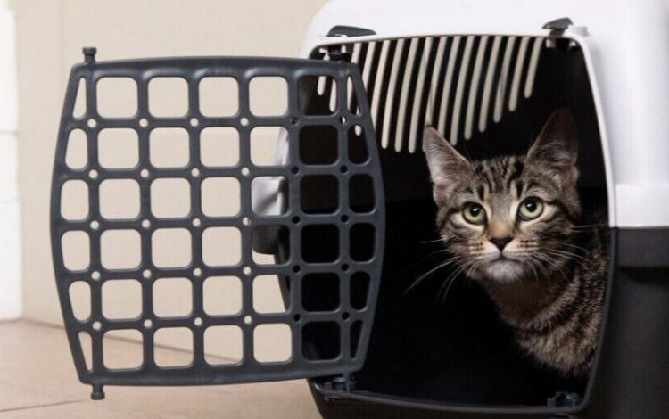 ABD’ye kedi getirecekler için güncel bilgiler ABD’ye kedi getirecekler için güncel bilgiler