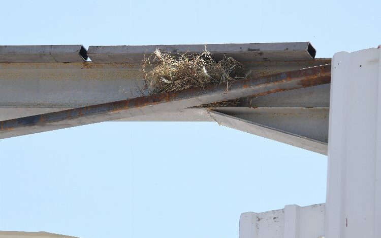 Bursa Osmangazi’de kaçak yapı yıkımını kuş yuvası durdurdu